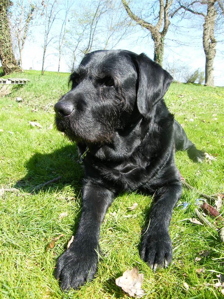 Blanding af racer Lady billede 17