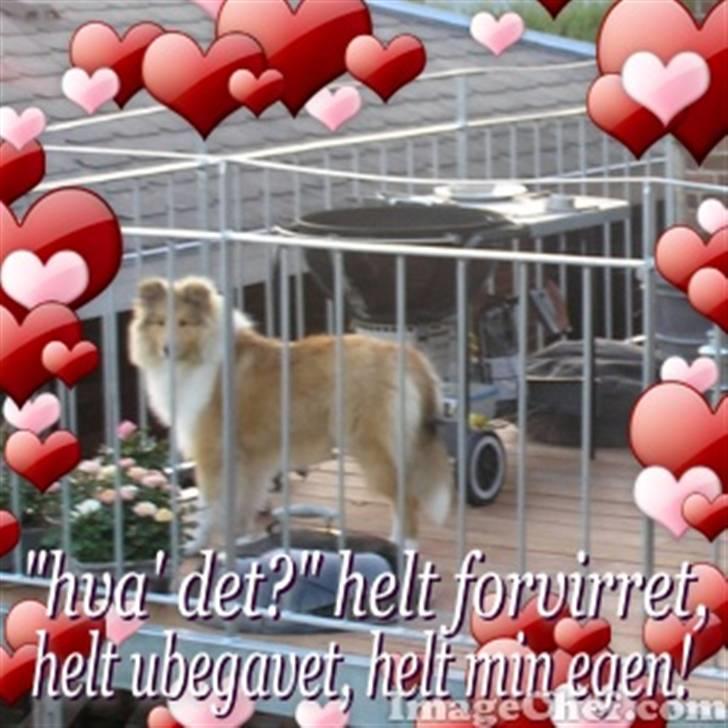 Collie langhåret Simba - Hjerte rammen <3 billede 16