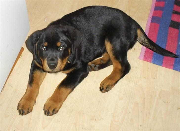 Rottweiler Ziva aka "pølse" - ser sød og uskyldig ud ;) billede 13