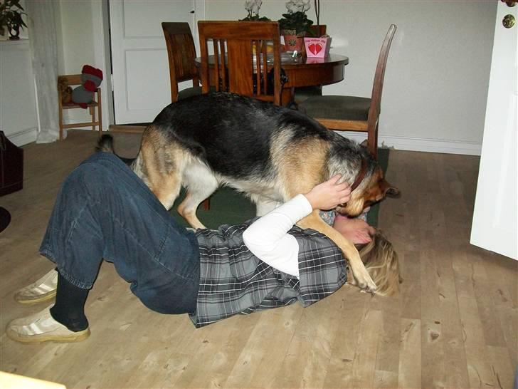 Schæferhund Hemax Aline, kaldet Eisa billede 7