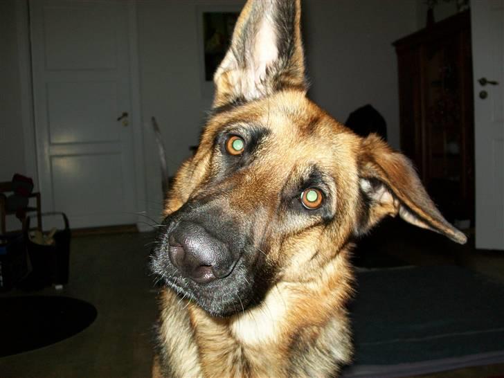 Schæferhund Hemax Aline, kaldet Eisa billede 8