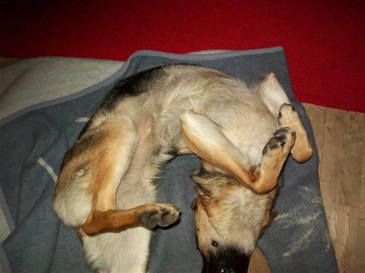 Schæferhund Hemax Aline, kaldet Eisa billede 9