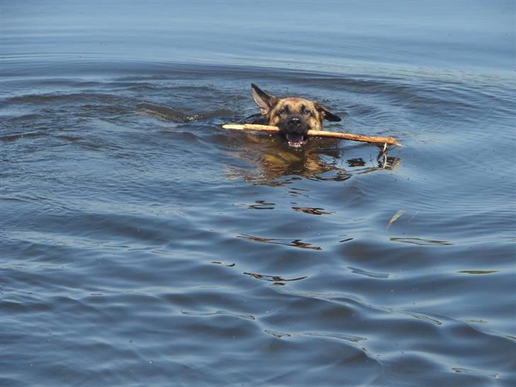 Schæferhund Hemax Aline, kaldet Eisa billede 10