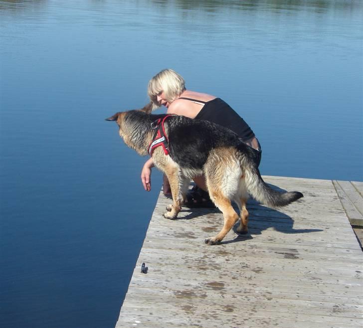 Schæferhund Hemax Aline, kaldet Eisa billede 11
