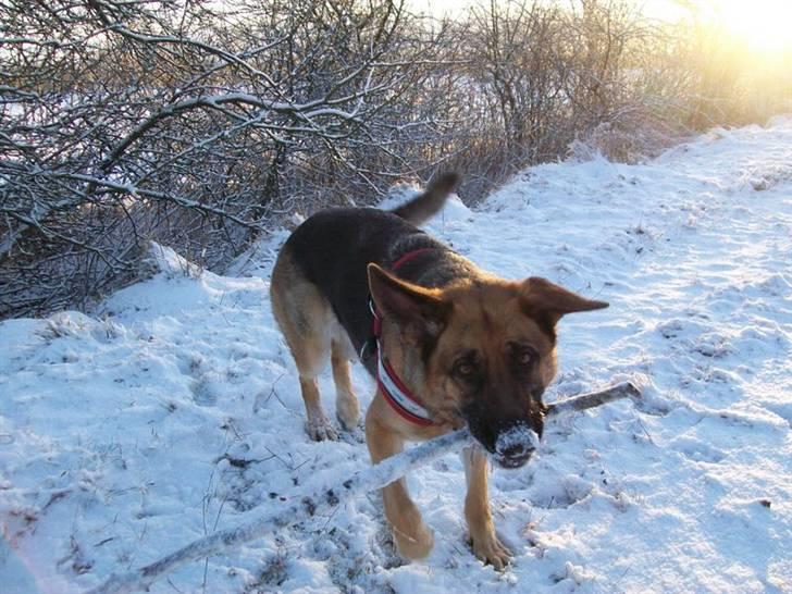 Schæferhund Hemax Aline, kaldet Eisa - Sneprinsesse.... billede 12