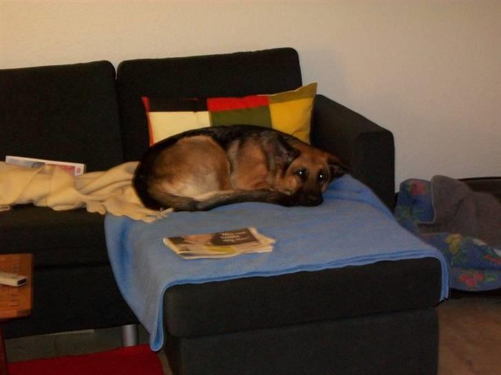 Schæferhund Hemax Aline, kaldet Eisa billede 13