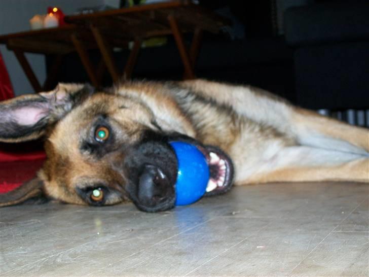 Schæferhund Hemax Aline, kaldet Eisa billede 14
