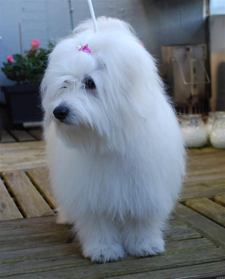 Coton de tulear Jegums Princess Becca - Har lige været i bad og er rigtig fin :) 6 måneder gammel :) billede 9