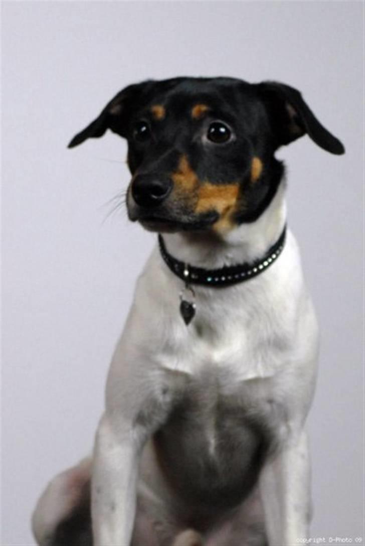 Dansk svensk gaardhund Pelle billede 1