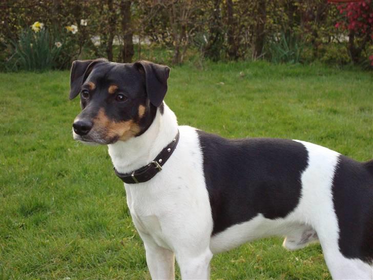 Dansk svensk gaardhund Pelle billede 2