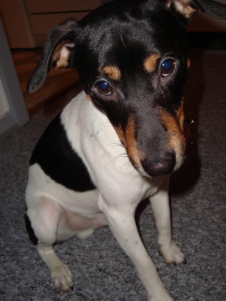 Dansk svensk gaardhund Pelle billede 4