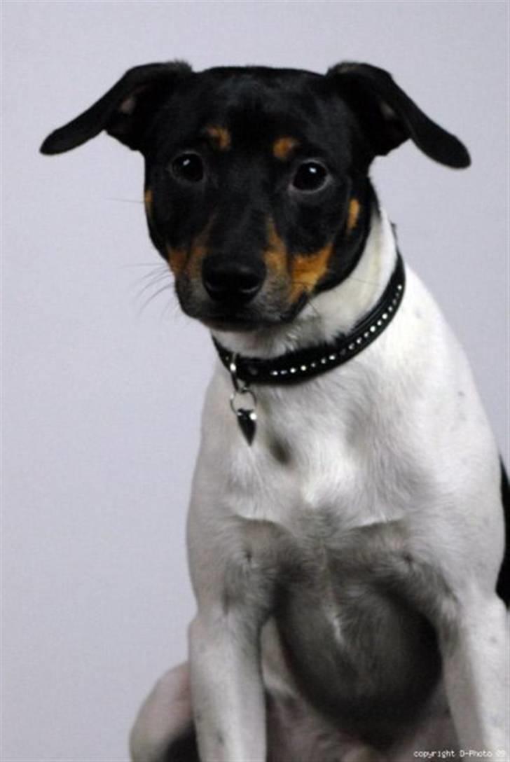 Dansk svensk gaardhund Pelle billede 5