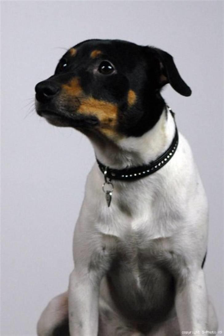 Dansk svensk gaardhund Pelle billede 6