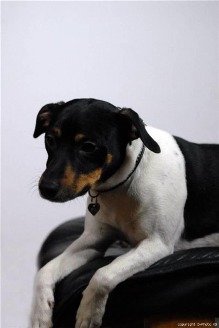 Dansk svensk gaardhund Pelle billede 8