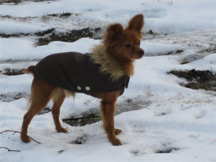 Russisk toy terrier Boss billede 1