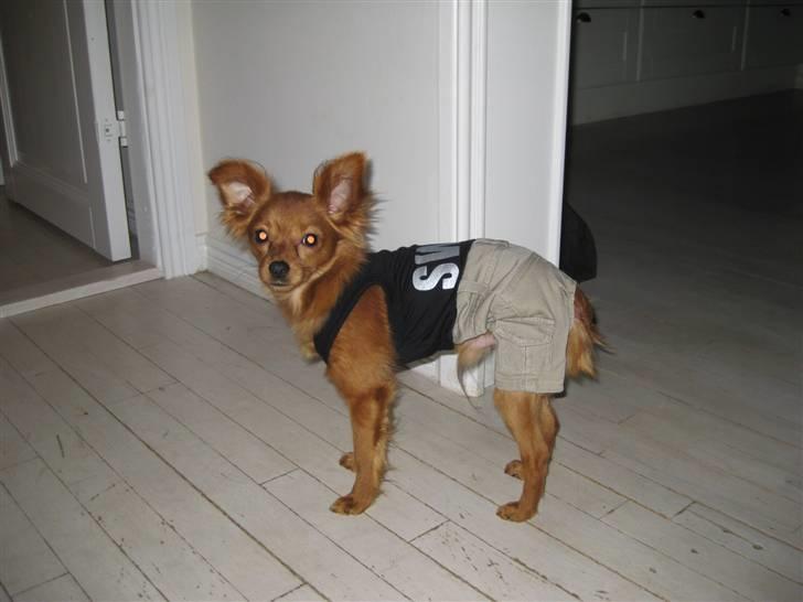 Russisk toy terrier Boss billede 2