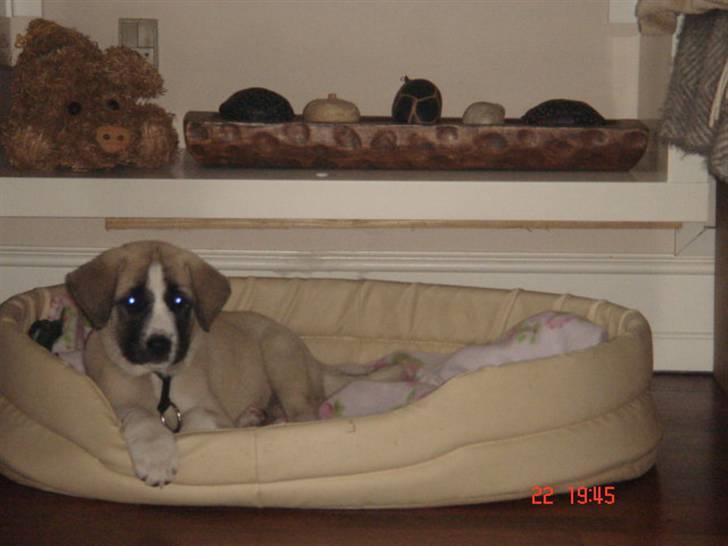 Kangal Aicha - Første billede taget af hende den dag vi fik hende billede 1