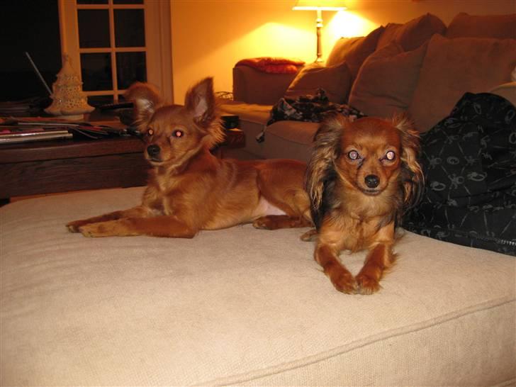 Russisk toy terrier Boss billede 3