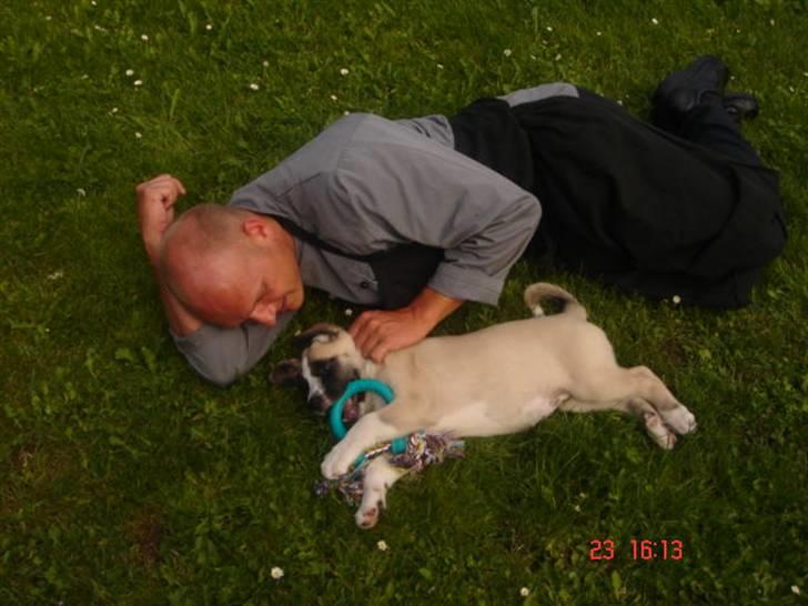 Kangal Aicha - Uhm god gummiring og hyggeleg på græsplænen med min nye far Kåre billede 2