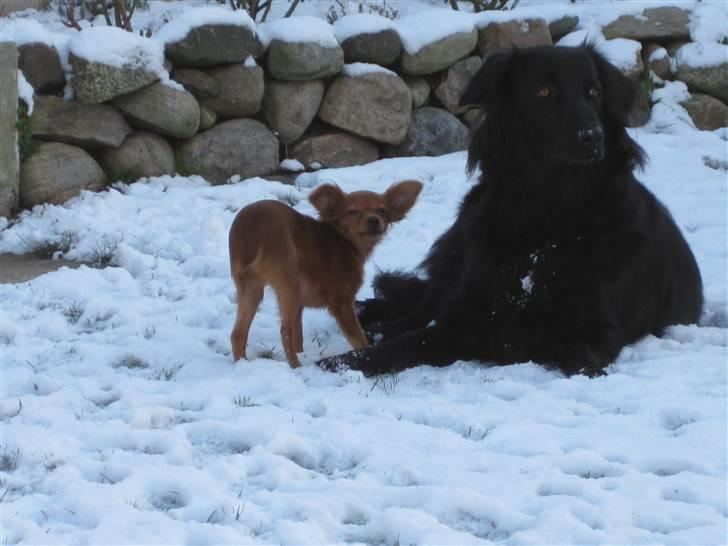 Russisk toy terrier Boss billede 4