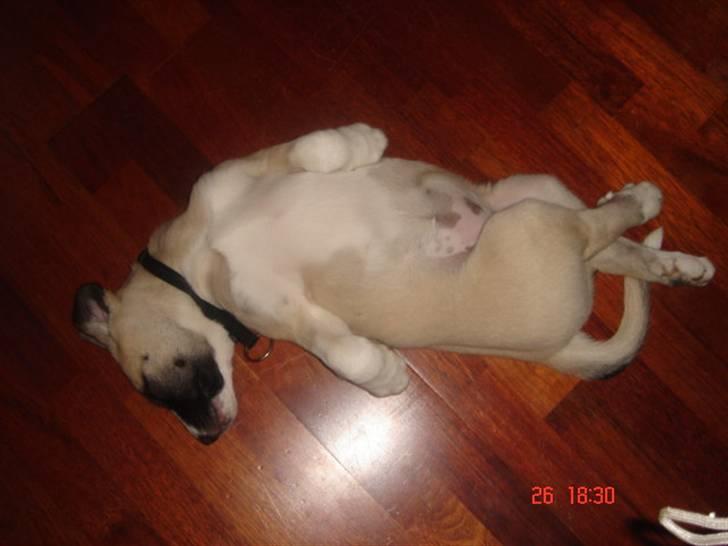 Kangal Aicha - hmmm måske hun drømmer om at blive balletdanser billede 3