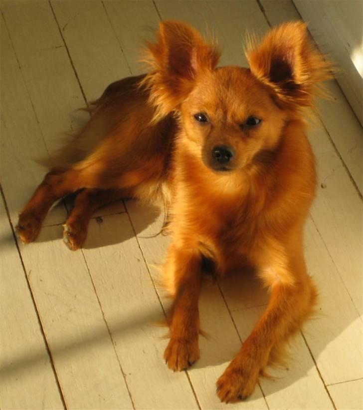 Russisk toy terrier Boss billede 5