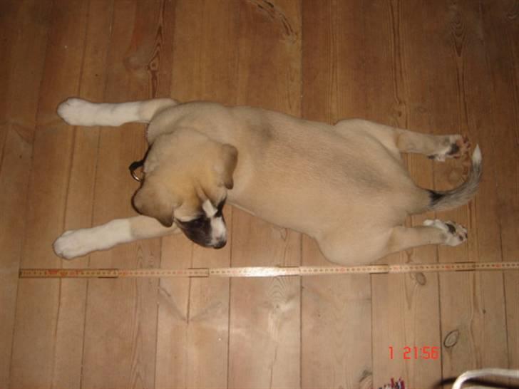 Kangal Aicha - Sååå stor billede 4