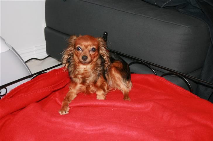 Russisk toy terrier Zosja billede 7