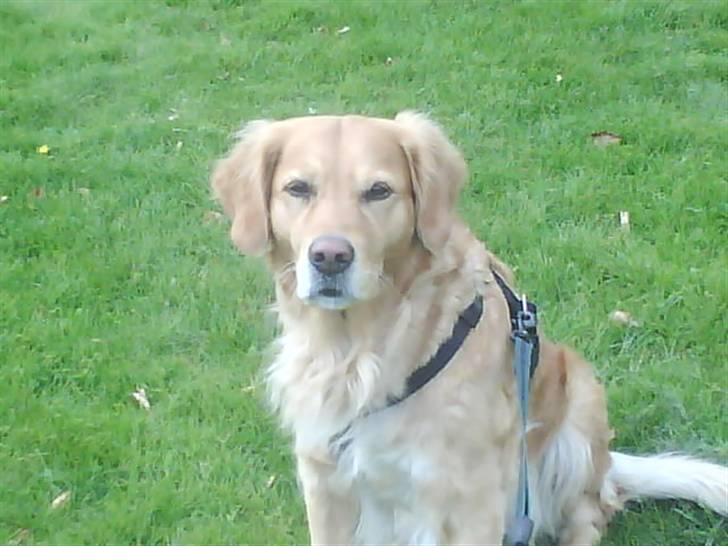 Golden retriever Chilli billede 1