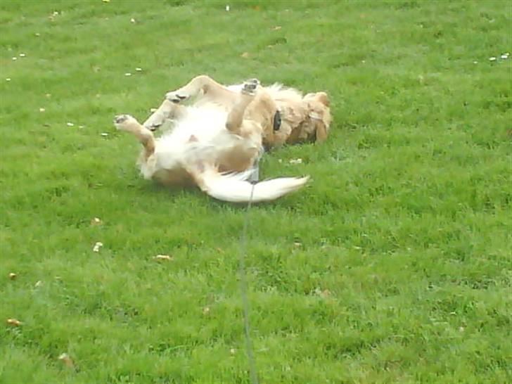 Golden retriever Chilli billede 2