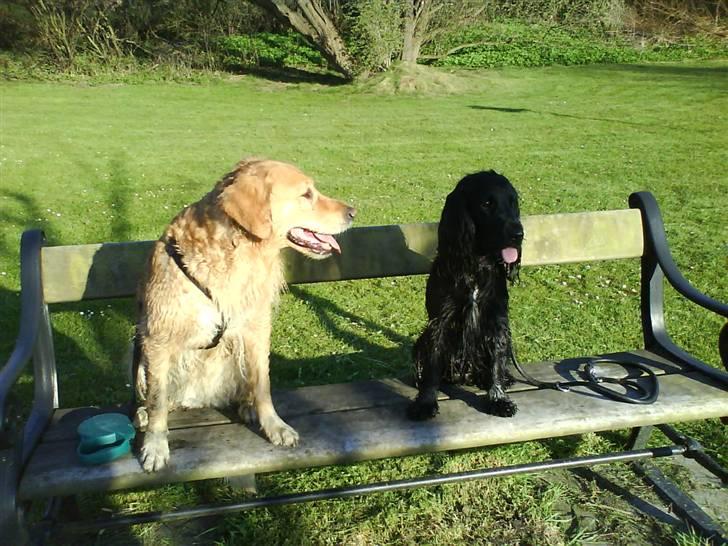 Golden retriever Chilli billede 3