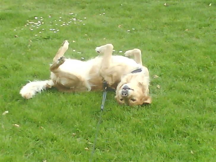 Golden retriever Chilli billede 4