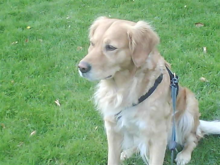 Golden retriever Chilli billede 5