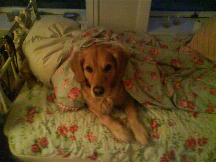 Golden retriever Chilli billede 6