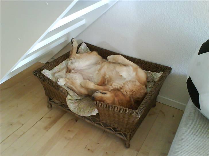 Golden retriever Chilli billede 7