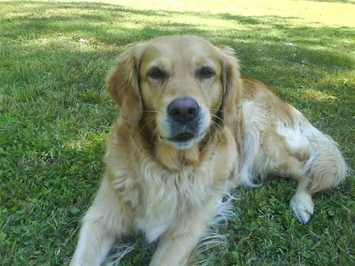 Golden retriever Chilli billede 8