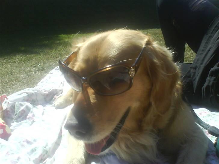 Golden retriever Chilli billede 9