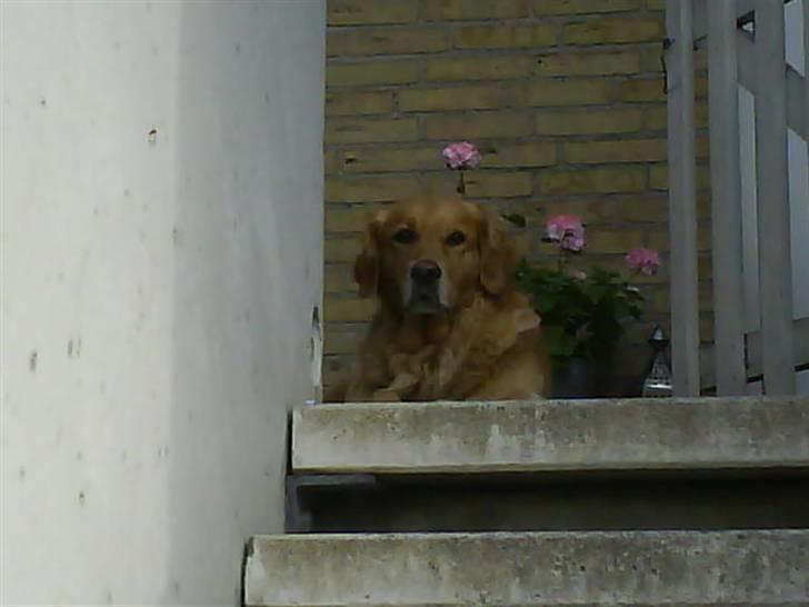 Golden retriever Chilli billede 10