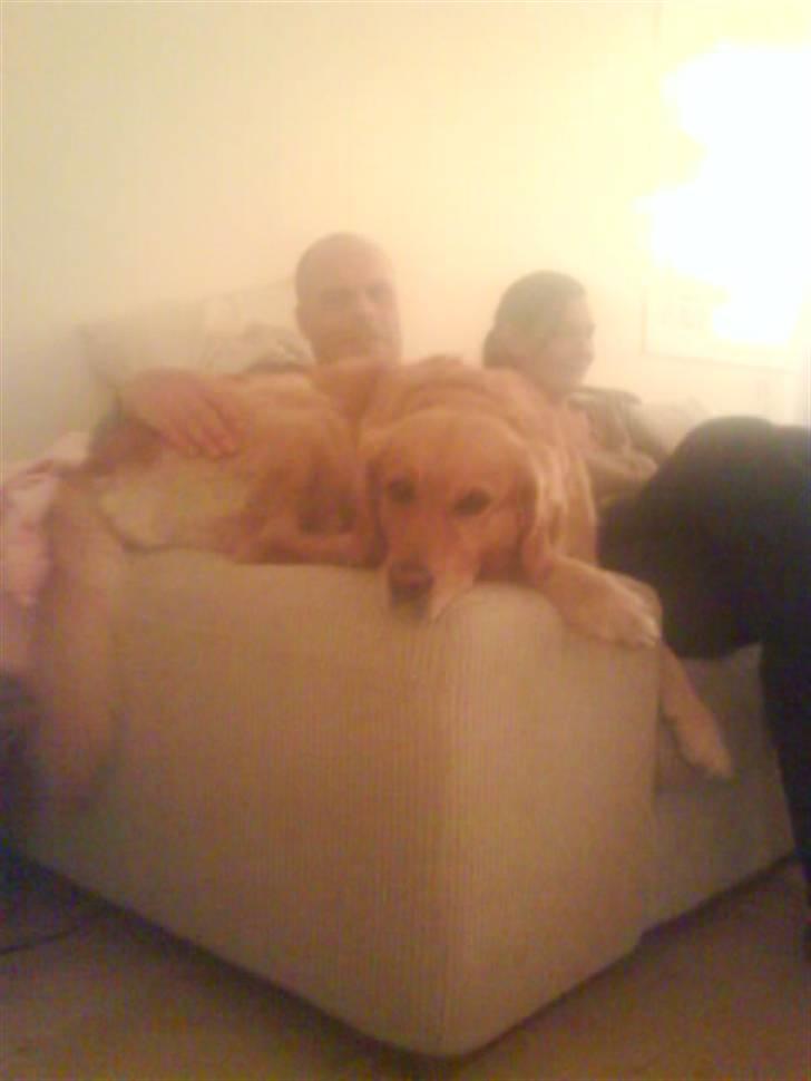 Golden retriever Chilli billede 11