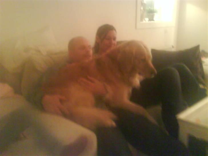 Golden retriever Chilli billede 12