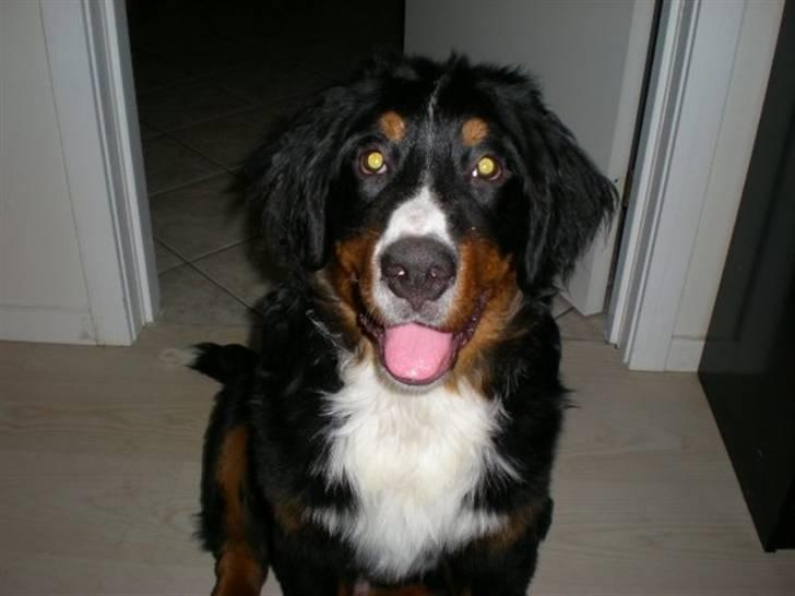 Berner sennenhund Carlo Falk billede 10