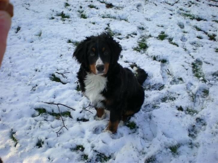 Berner sennenhund Carlo Falk billede 11