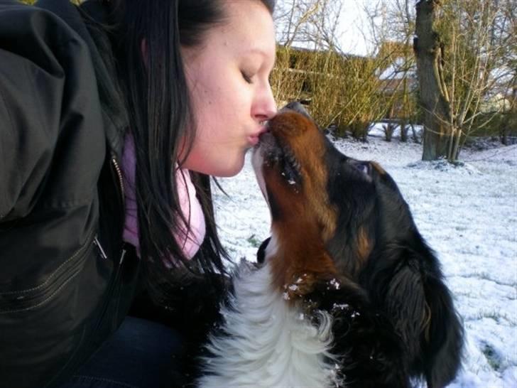 Berner sennenhund Carlo Falk billede 12