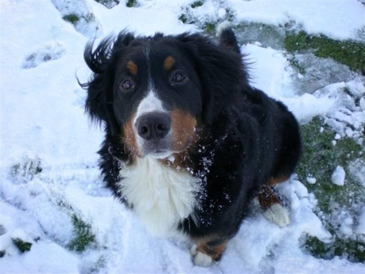 Berner sennenhund Carlo Falk billede 13