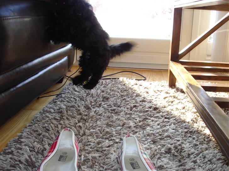 Shih tzu Taybes Coco|Solgt - første dag vi fik hende, hun kunne næsten allerede hoppe op i sofaen :)<3 billede 3