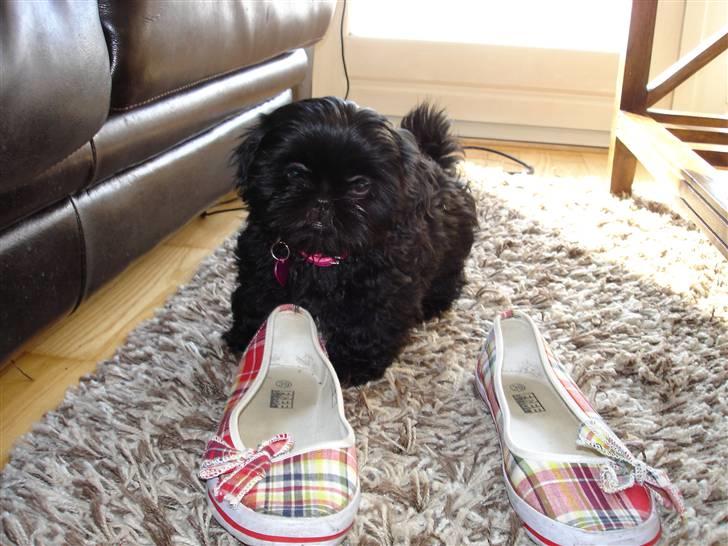 Shih tzu Taybes Coco|Solgt billede 4