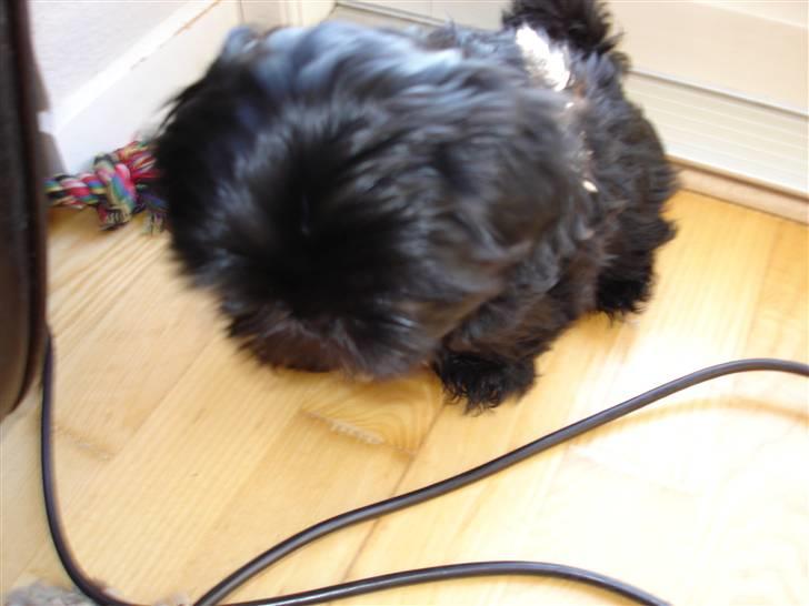 Shih tzu Taybes Coco|Solgt billede 5