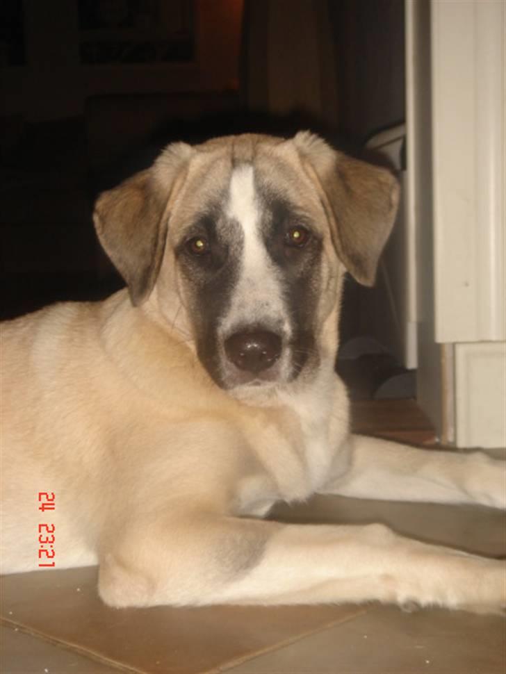 Kangal Aicha billede 5