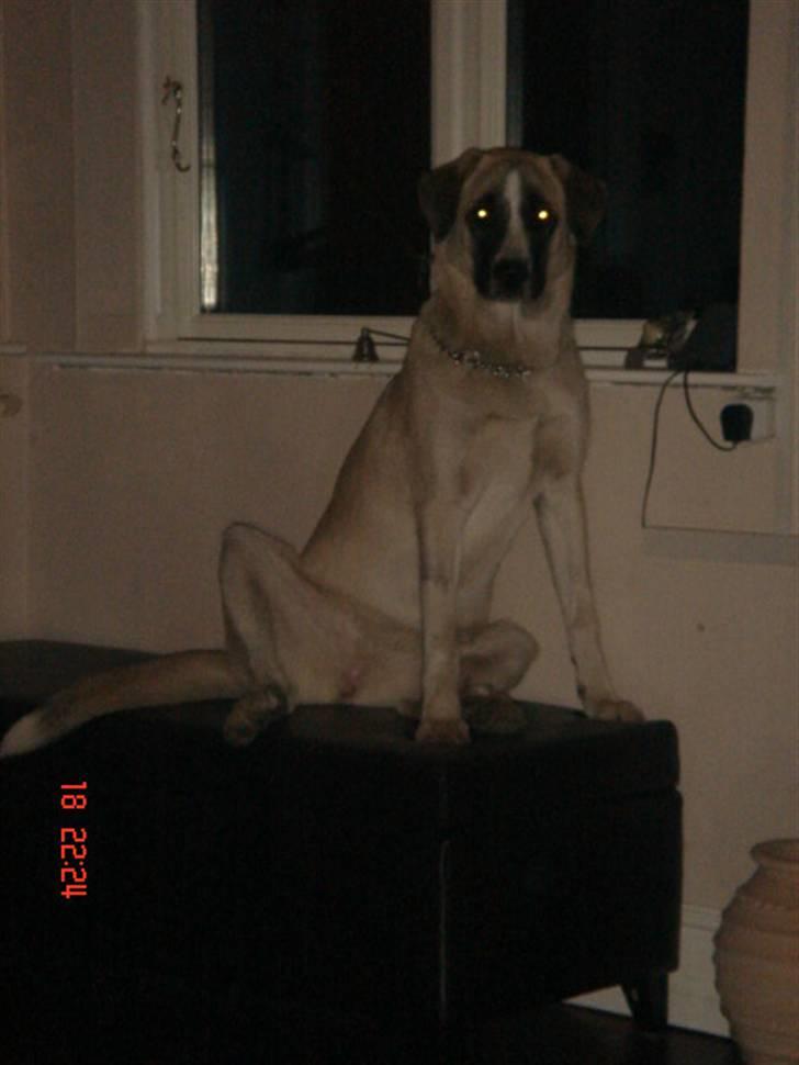 Kangal Aicha - sådan kan man også sidde - på a røv billede 6