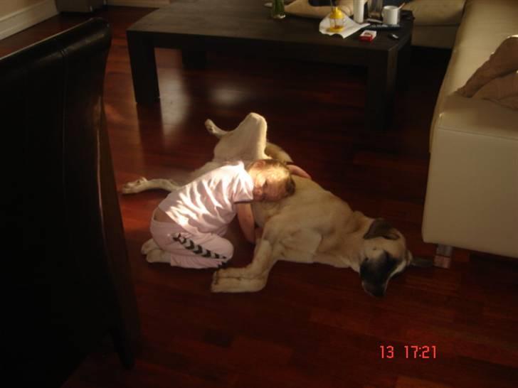 Kangal Aicha - En rigtig puttetrold billede 8